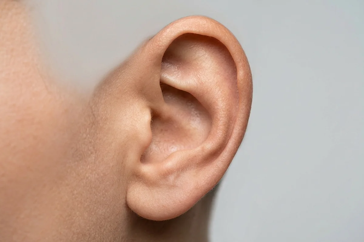 Side view of a human ear showing helix, tragus, conch, rook, and lobe areas